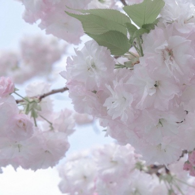 特克斯福瑞交流群